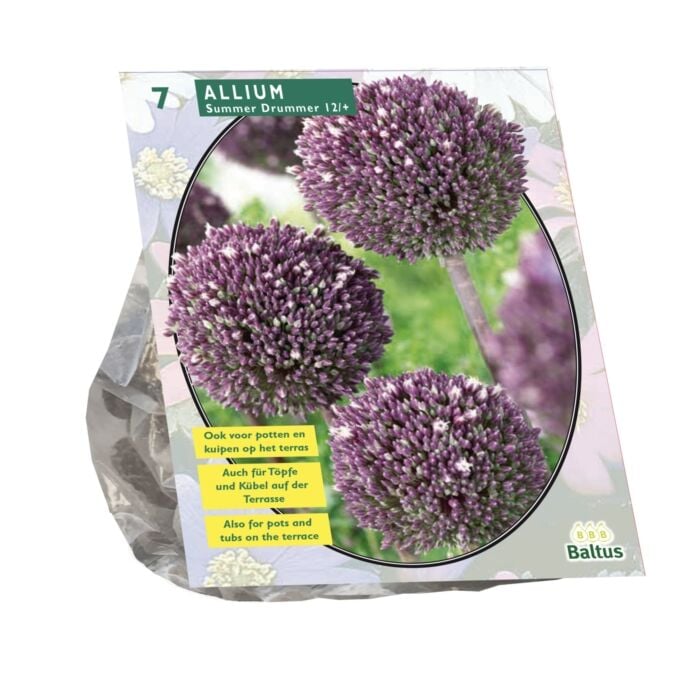 Allium Summer Drummer per 7