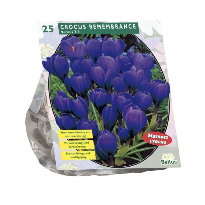 Crocus Grootbloemig, Blauw per 25 Crocus Grootbloemig, Blauw per 25
