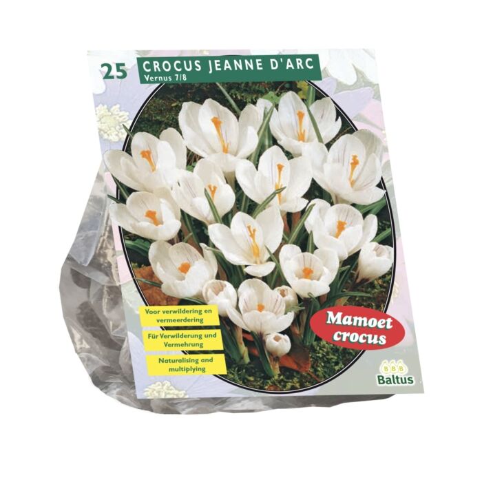 Crocus Grootbloemig, Wit per 25