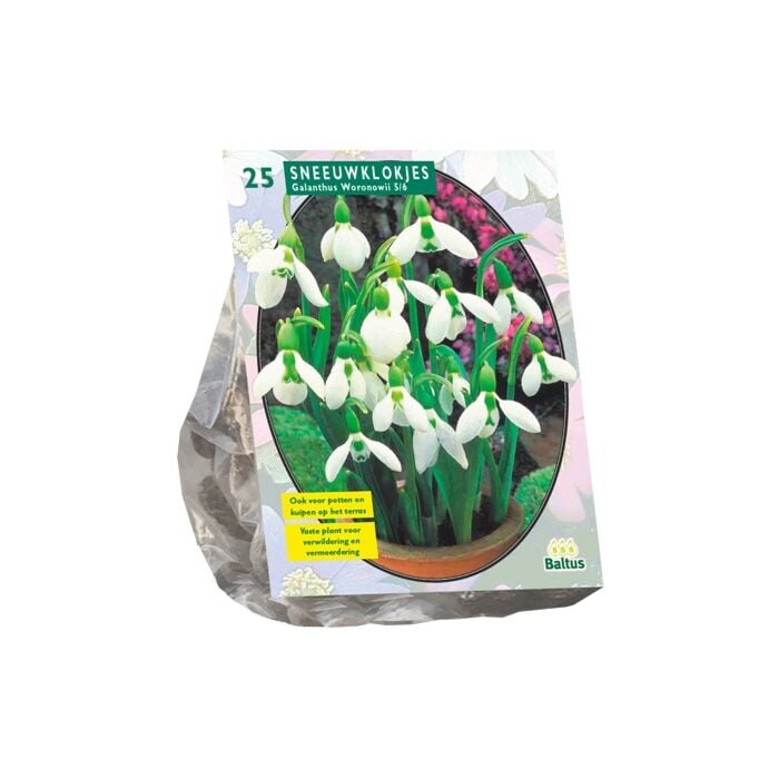 Galanthus Woronowii per 25