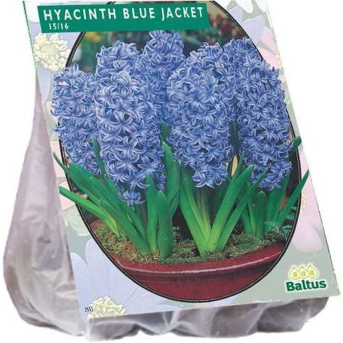 Hyacinth Blue Jacket per 10