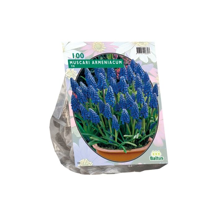 Muscari Armeniacum per 100 Muscari Armeniacum per 100