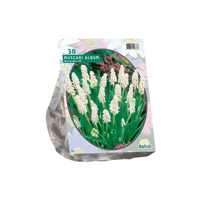 Muscari Botryoides Album per 30