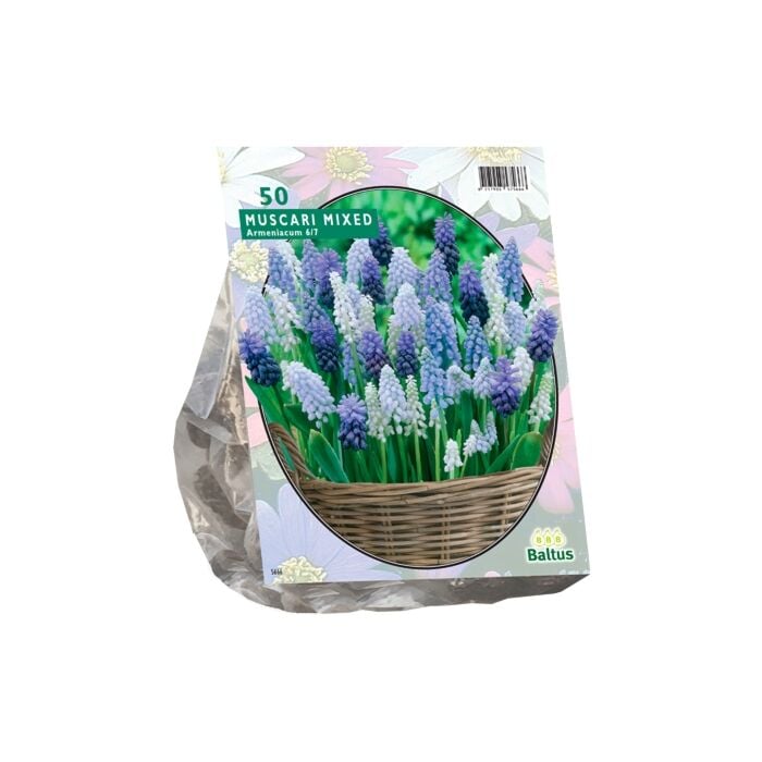 Muscari Mix per 50 Muscari Mix per 50