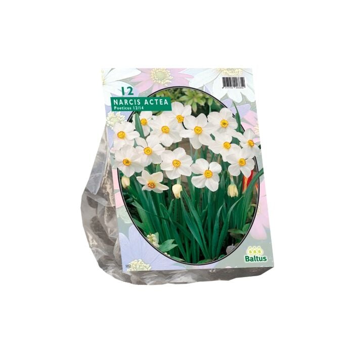 Narcis Actea per 12 Narcis Actea per 12