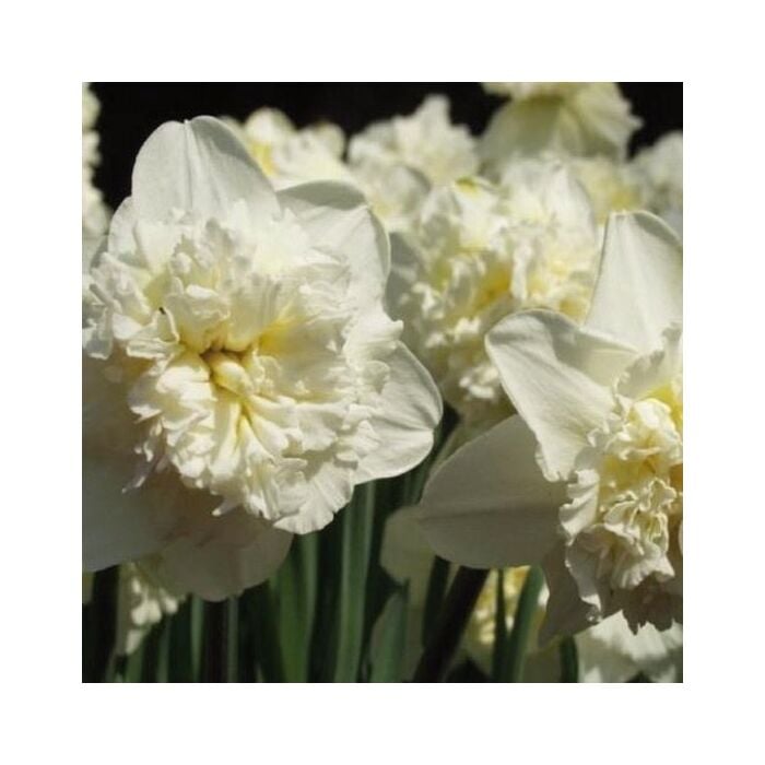 Narcis Ice King per 15