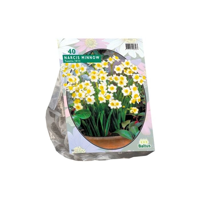 Narcis Mini Minnow per 40 Narcis Mini Minnow per 40