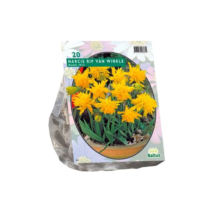 Narcis Mini Rip van Winkle per 20