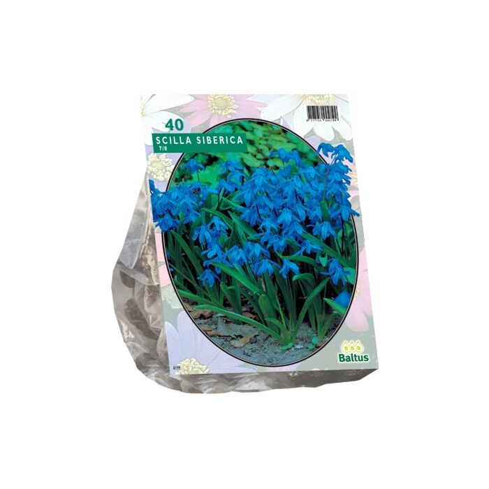 Scilla Siberica per 40 Scilla Siberica per 40