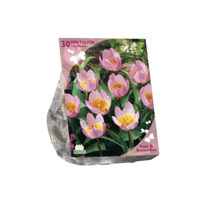Bees & Butterflies - Tulipa Bakari Lilac Wonder per 30 Bees & Butterflies - Tulipa Bakari Lilac Wonder per 30