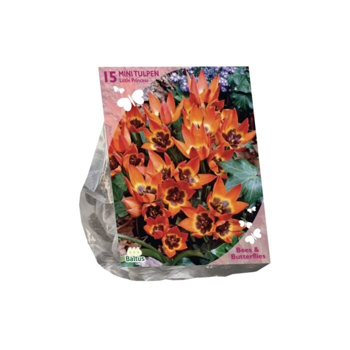 Bees & Butterflies - Tulipa Little Princess per 15 Bees & Butterflies - Tulipa Little Princess per 15