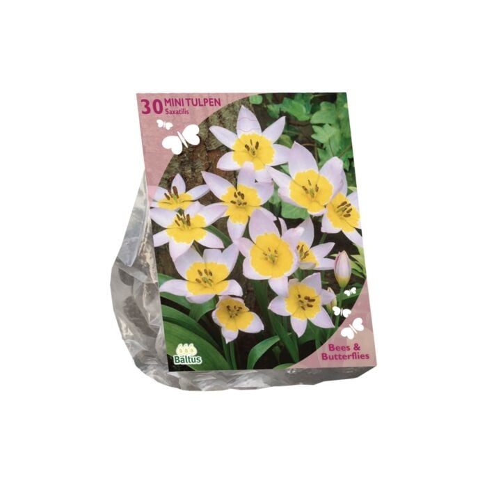 Bees & Butterflies - Tulipa Saxatilis per 30 Bees & Butterflies - Tulipa Saxatilis per 30