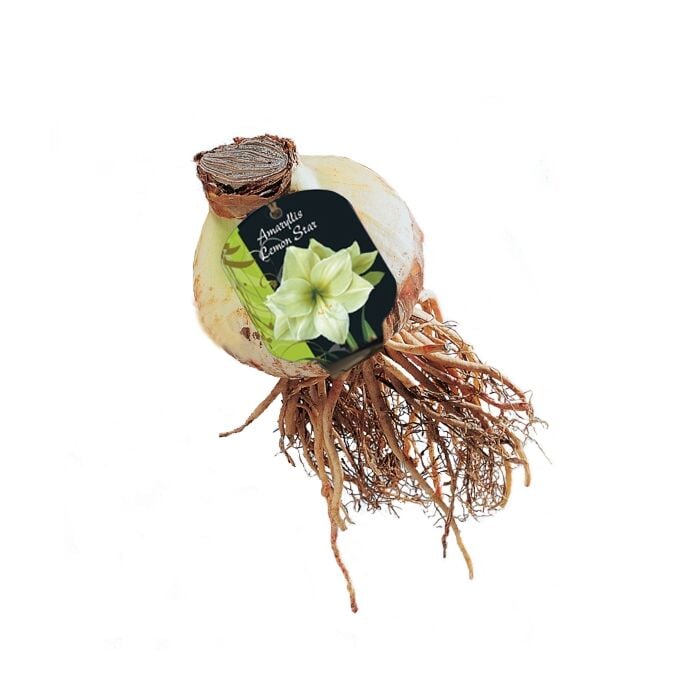 Amaryllis Lemon Star (Steeketiket) Amaryllis Lemon Star (Steeketiket)