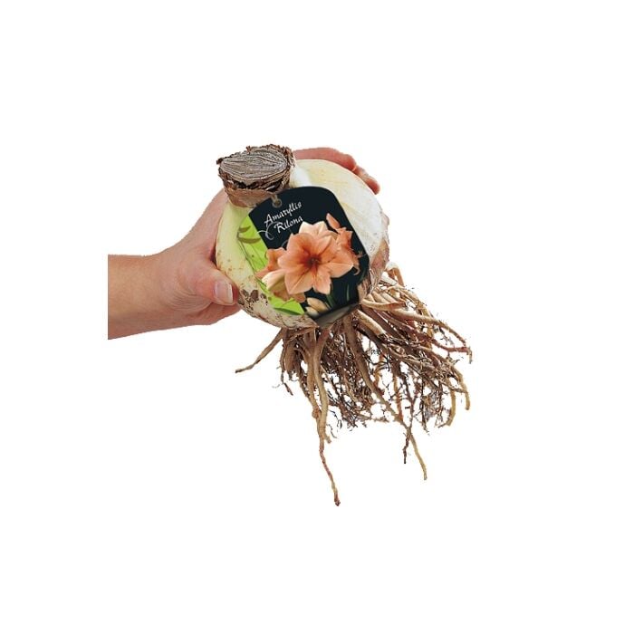 Amaryllis Rilona (Steeketiket) Amaryllis Rilona (Steeketiket)