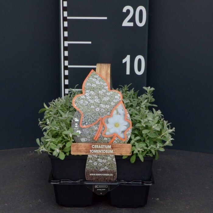 Viltige Hoornbloem - Cerastium Tomentosum Viltige Hoornbloem - Cerastium Tomentosum