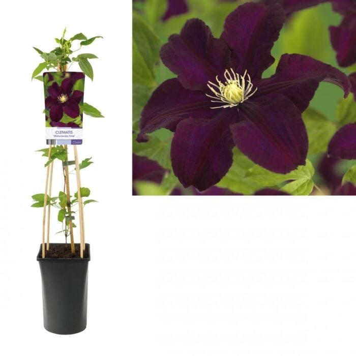 Bosrank - Clematis 'Warszawska Nike' Bosrank - Clematis 'Warszawska Nike'