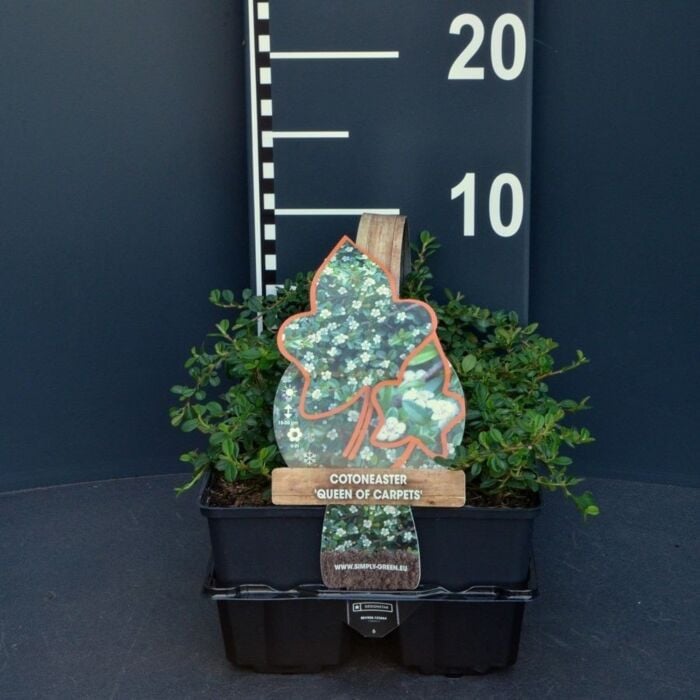 Kruipende dwergmispel - Cotoneaster 'Queen of Carpet' 4-pack