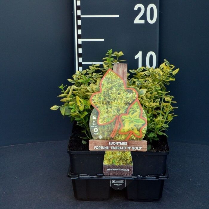 Kardinaalsmuts - Euonymus fortunei 'Emerald 'n Gold' 4-pack Kardinaalsmuts - Euonymus fortunei 'Emerald 'n Gold' 4-pack
