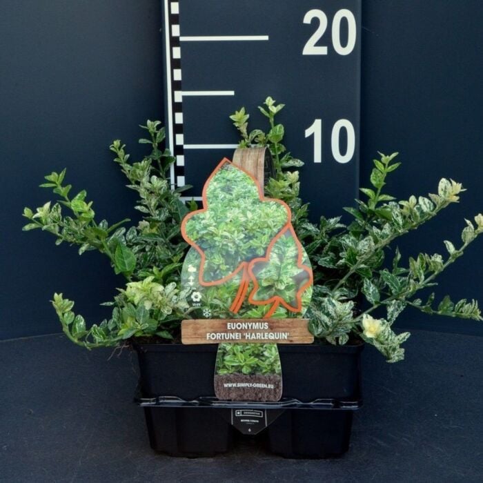 Kardinaalsmuts - Euonymus fortunei 'Harlequin' 4-pack