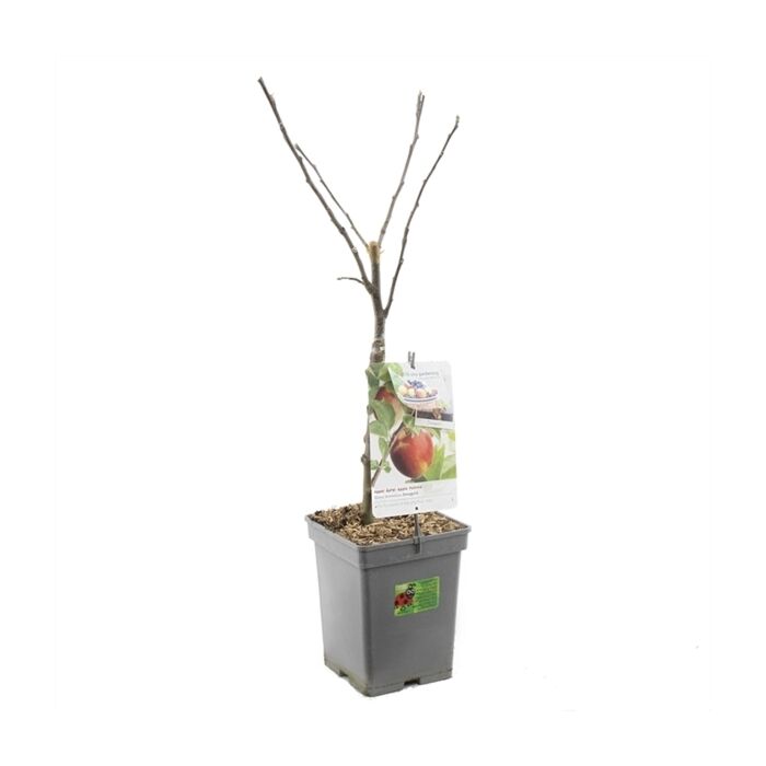 Jonagold appel patioboom - Malus domestica Jonagold