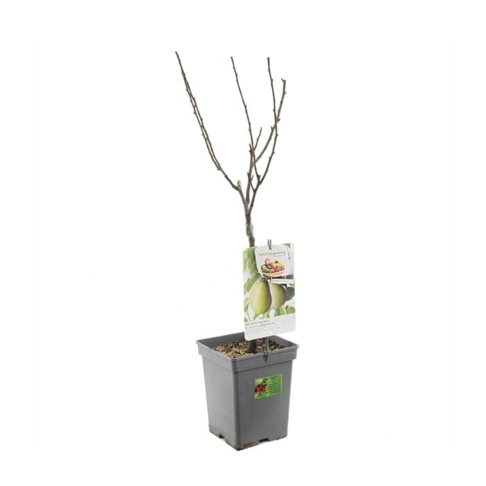 Handperenboom - Pyrus communis 'Beurre Hardy'