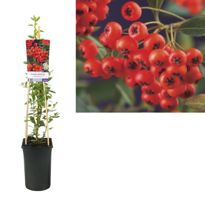 Vuurdoorn - Pyracantha Coccinea 'Red Column' Vuurdoorn - Pyracantha Coccinea 'Red Column'