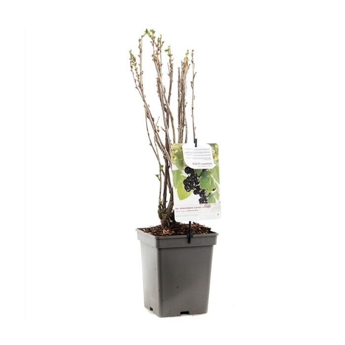 zwarte Bes - Ribes Nigrum Titania 'zwarte Bes' 18 cm zwarte Bes - Ribes Nigrum Titania 'zwarte Bes' 18 cm