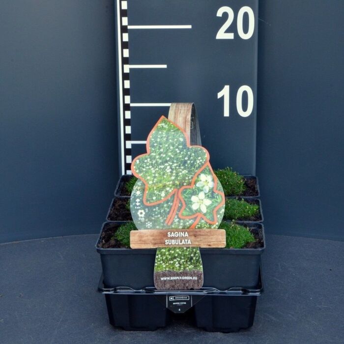 Sterremos - Sagina Subulata 4-Pack