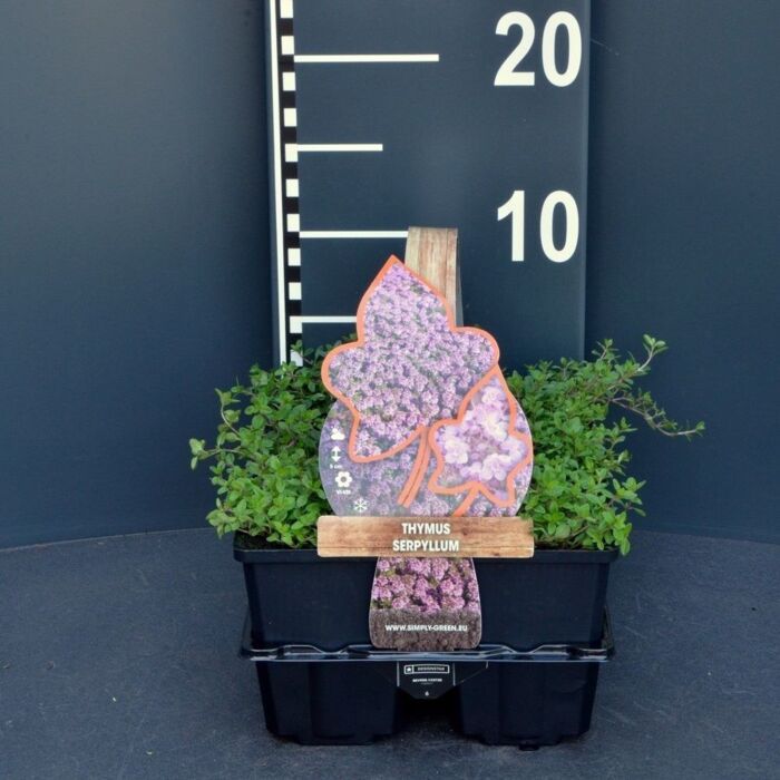 Kruip tijm - Thymus serpyllum