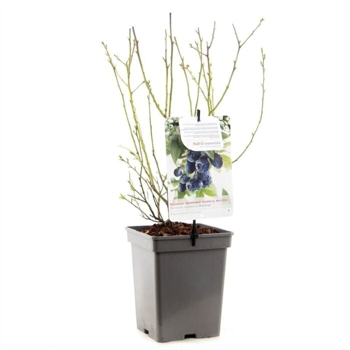 blauwe bes - Vaccinium corymbosum 'Bluecrop' 18 cm blauwe bes - Vaccinium corymbosum 'Bluecrop' 18 cm