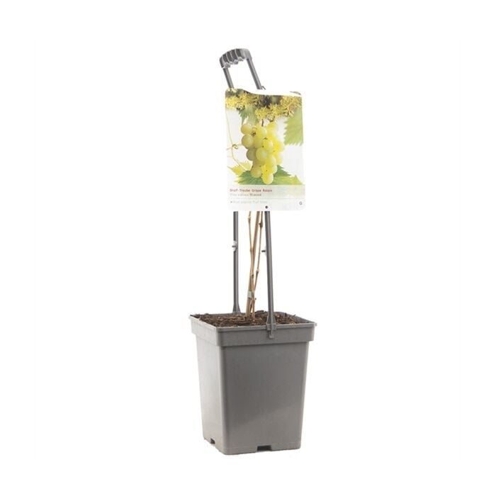 Pitloze witte druif - Vitis vinifera 'Himrod'