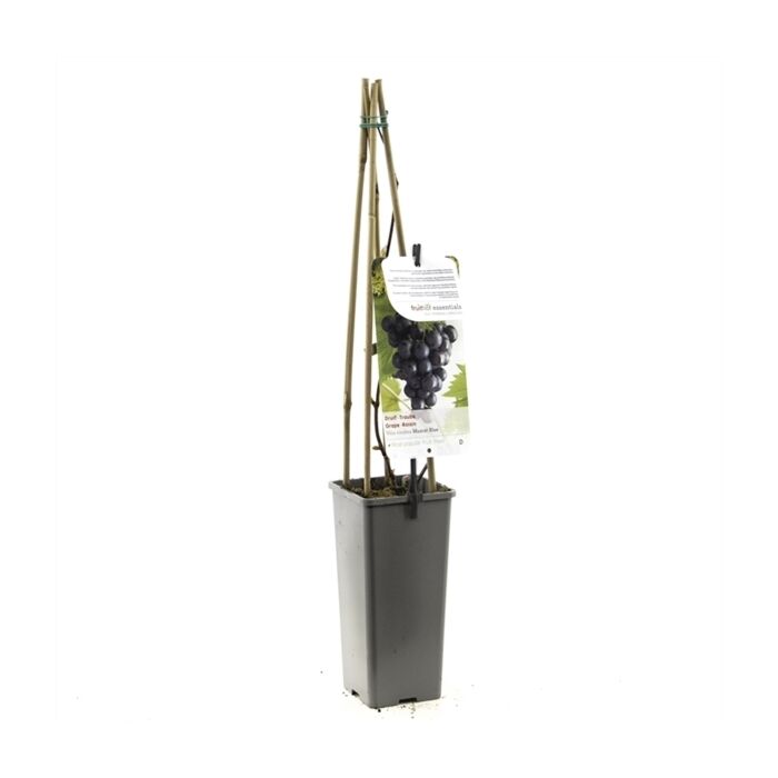 Muskaatdruif - Vitis vinifera Muscat Blue