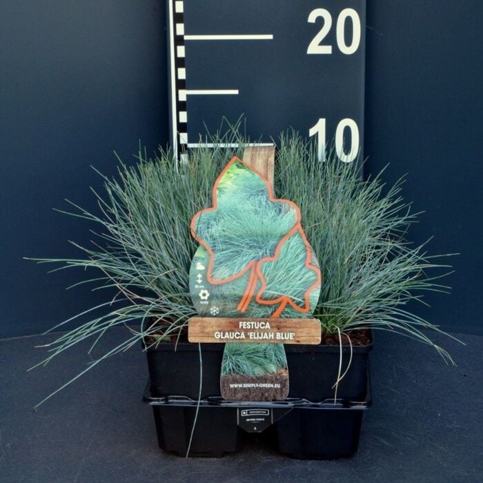 Blauw schapegras - Festuca Glauca 'Elijah Blue' Blauw schapegras - Festuca Glauca 'Elijah Blue'