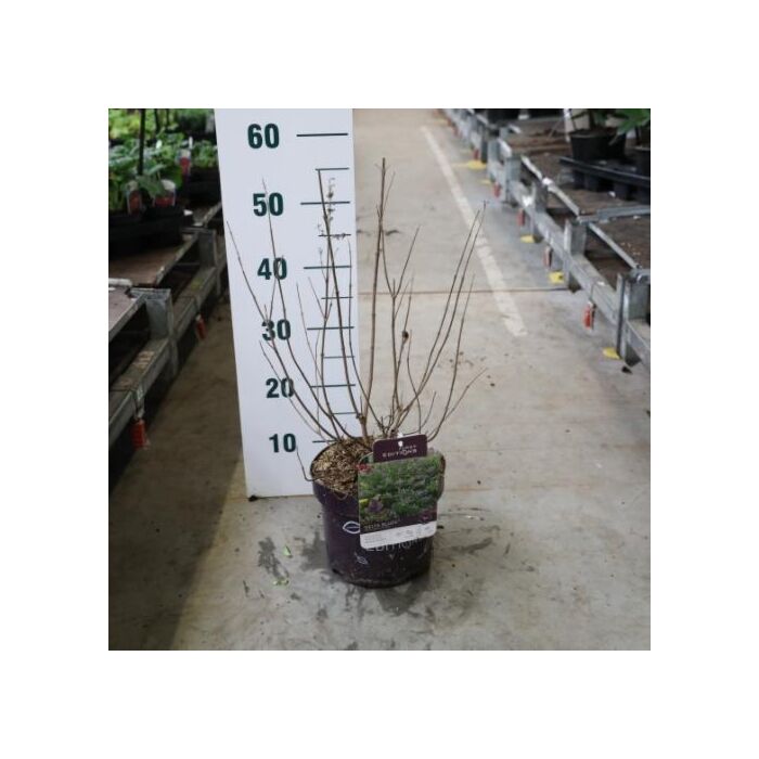 Vitex 'Delta Blues' Vitex 'Delta Blues'