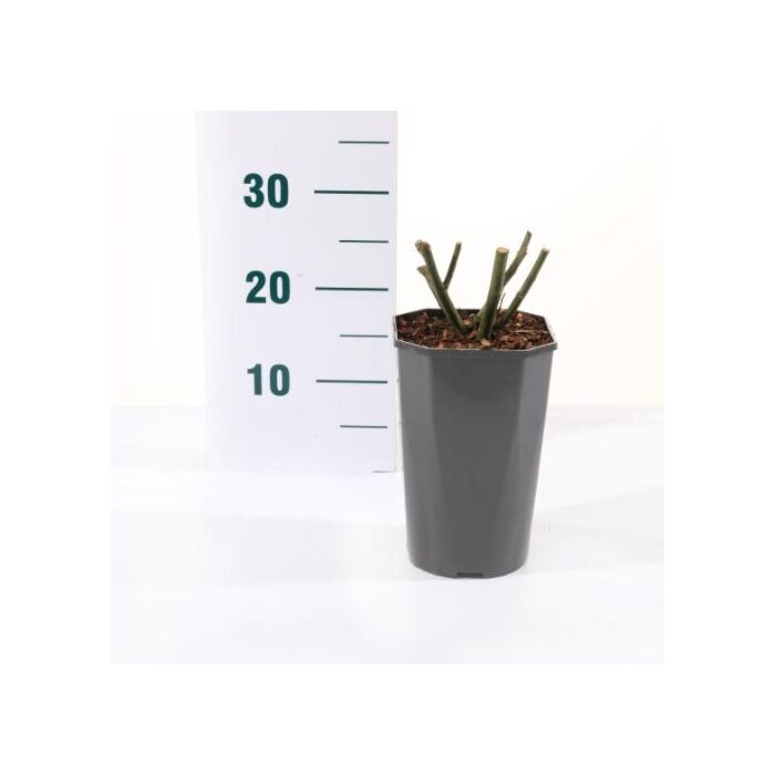 Rosa 'Black Baccara'®