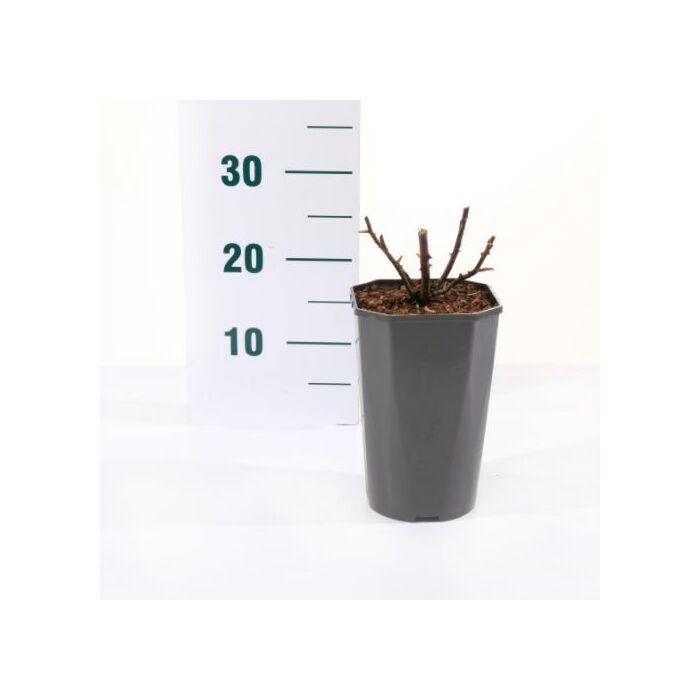 Rosa 'Botero'® Rosa 'Botero'®