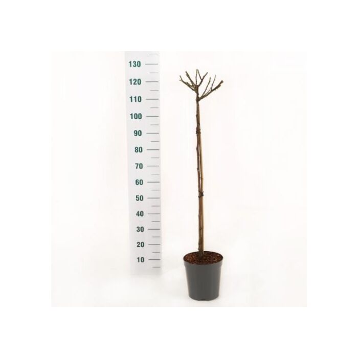 Rosa 'Leonardo Da Vinci'® Stam 90cm Rosa 'Leonardo Da Vinci'® Stam 90cm