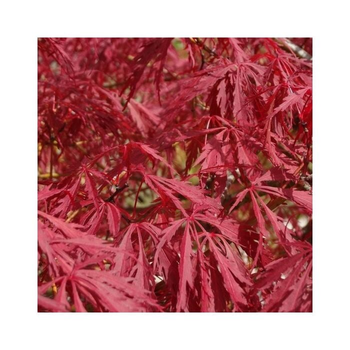 Japanse Esdoorn - Acer palmatum Atropurpureum Japanse Esdoorn - Acer palmatum Atropurpureum