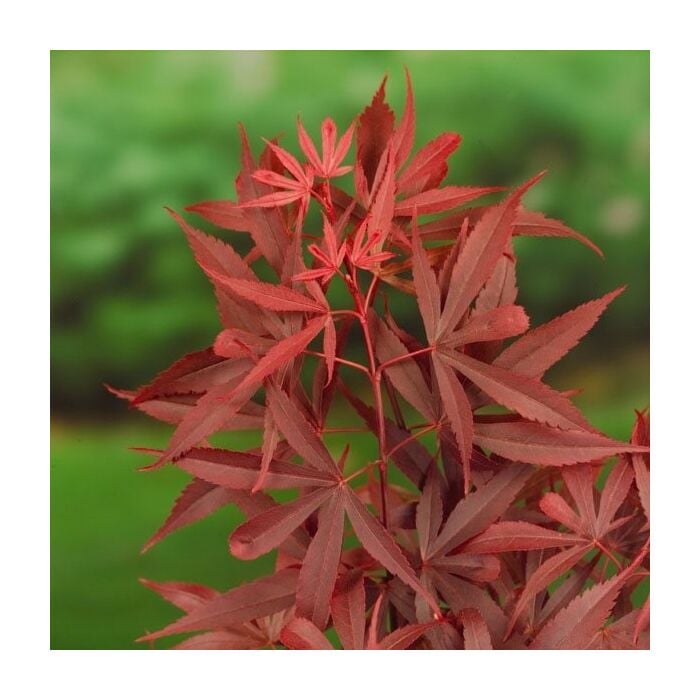 Japanse Esdoorn - Acer palmatum Shaina