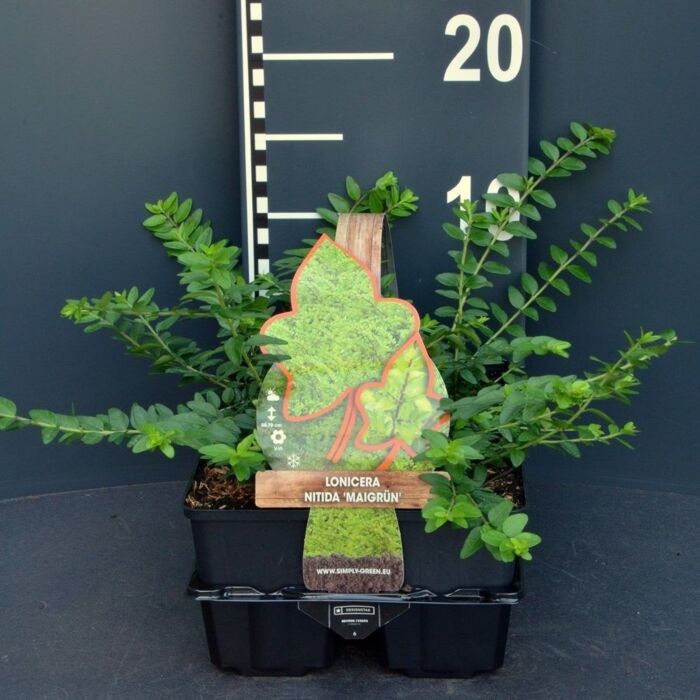 Chinese Kamperfoelie - Lonicera nitida 'Maigrun' 4-pack Chinese Kamperfoelie - Lonicera nitida 'Maigrun' 4-pack