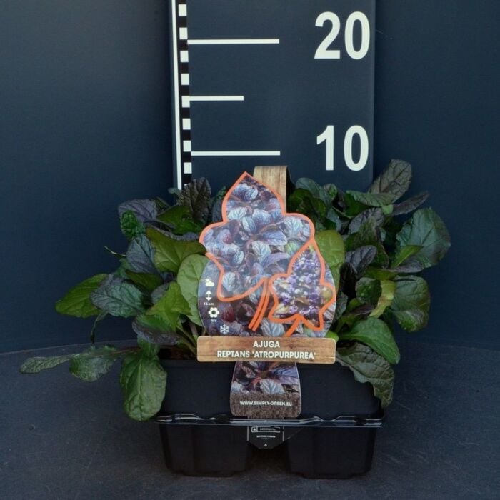 Zenegroen - Ajuga Reptans 'Atropurpurea' Zenegroen - Ajuga Reptans 'Atropurpurea'