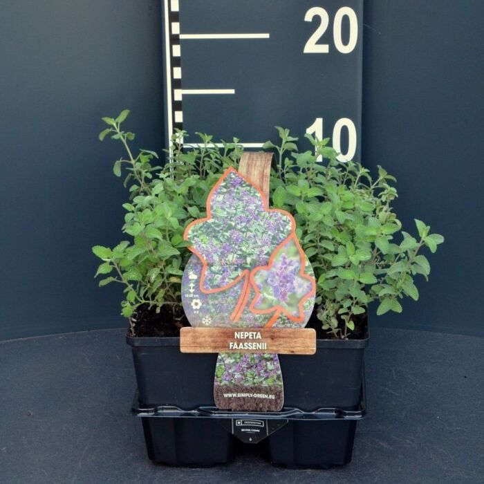 Kattekruid - Nepeta faassenii
