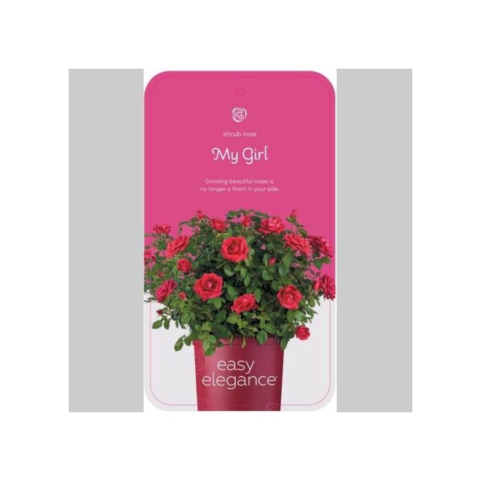 Rosa 'My Girl'® Rosa 'My Girl'®