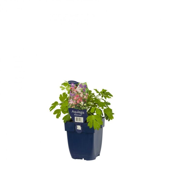 Akelei - Aquilegia 'Biedermeier'