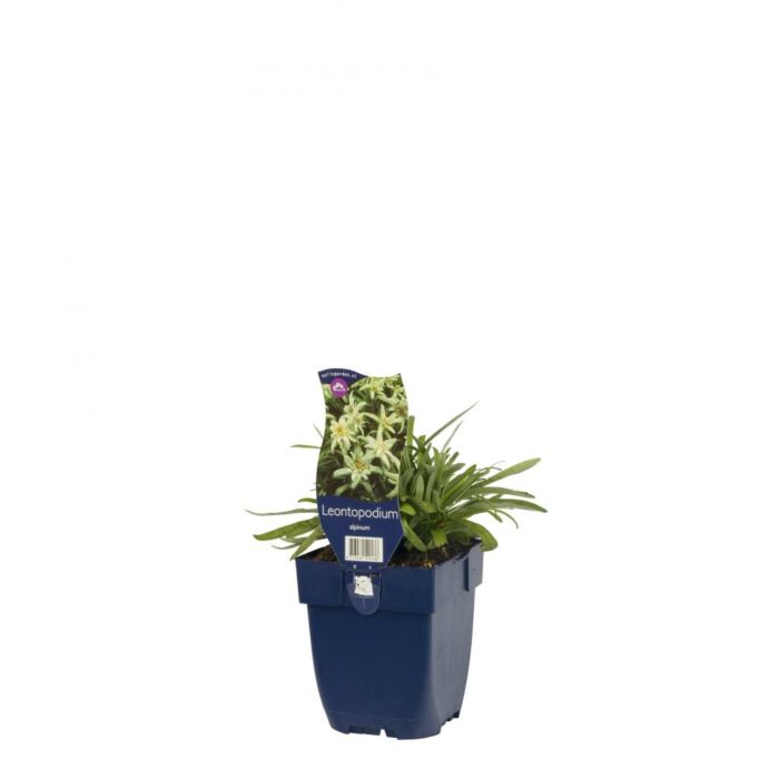 Edelweiß - Leontopodium alpinum Edelweiß - Leontopodium alpinum