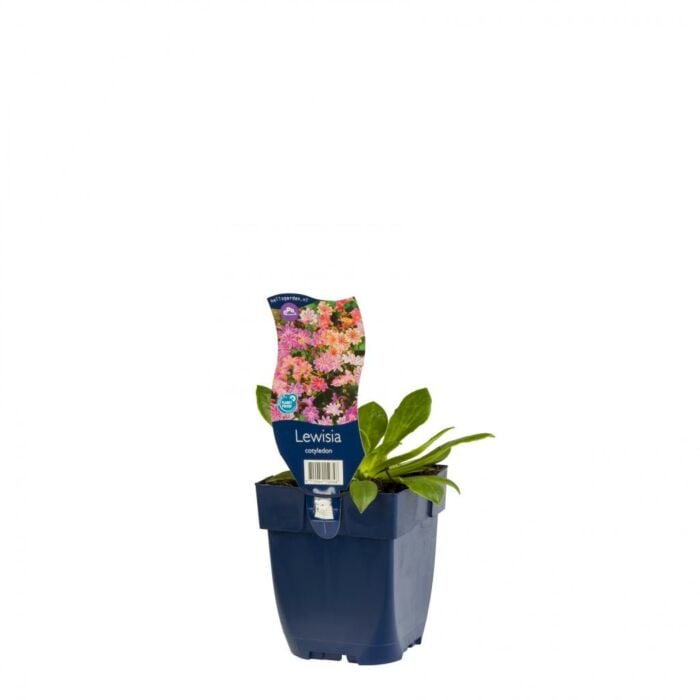 Bitterkruid - Lewisia cotyledon