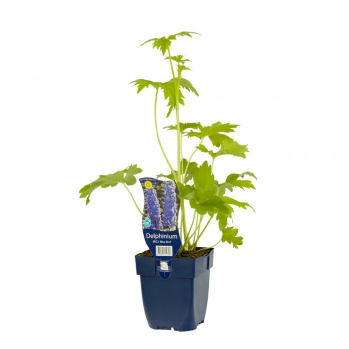 Ridderspoor - Delphinium (P) 'Blue Bird'