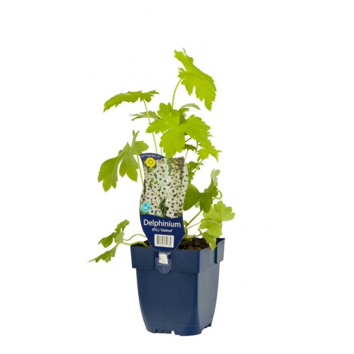 Ridderspoor - Delphinium (P) 'Galahad'