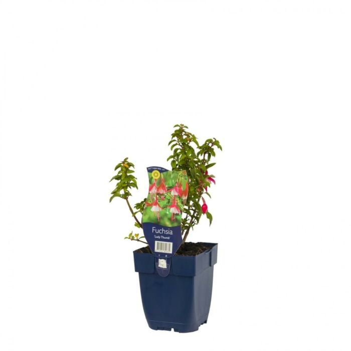Bellenplant - Fuchsia 'Lady Thumb' Bellenplant - Fuchsia 'Lady Thumb'