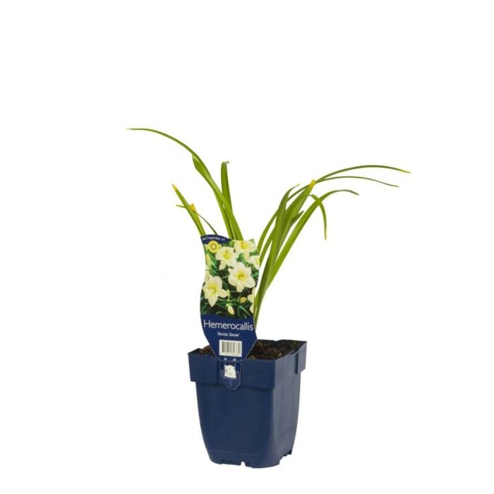 Daglelie - Hemerocallis 'Arctic Snow'